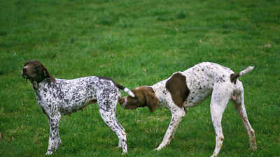 How Long Do Dogs Bleed When In Heat? A Vet Explains