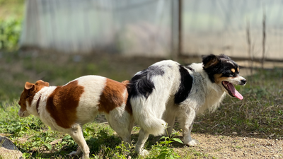How Long Do Dogs Stay Stuck Together When Mating? Vet Answers