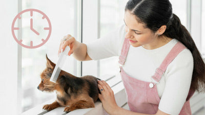 How Long Does Dog Grooming Take? Parlor Visit Guide