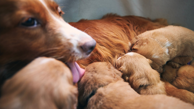 How Long Does It Take a Dog to Have Puppies: A Definitive Guide To How Long Dogs Are Pregnant For