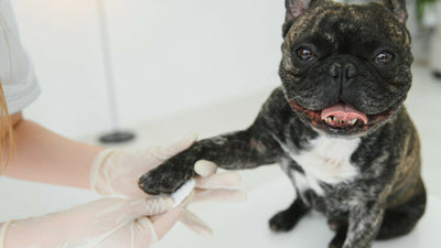 How Long Does It Take For A Dog's Nail Quick To Heal?