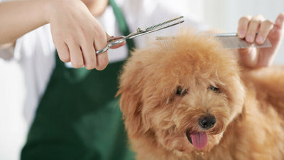 How Long Does Shaved Dog Hair Take To Grow Back?