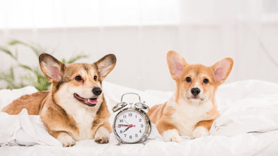 How Long Is a Dog’s Day? Pet Time Perception Explained