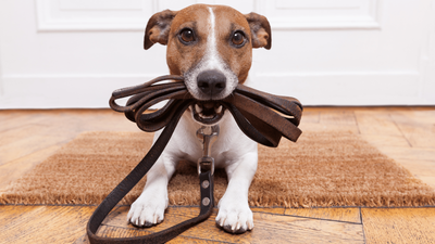 How Long Should I Wait to Take My Dog Out After Eating? A Complete Guide