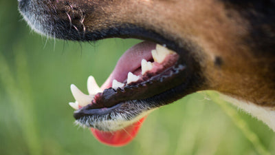 How Many Teeth Do Dogs Have? Asked & Answered