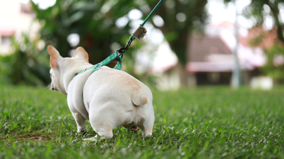 How Often Do Puppies Poop? A Guide to Puppy Potty Schedules