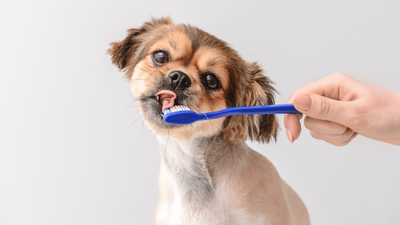 How Often Should You Brush Your Dog's Teeth? Tips From A Veterinary Medical Association