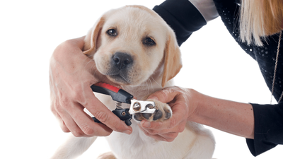 How Often to Trim Dog Nails: A Simple & Clear Guide