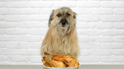 How to Boil Chicken for Dogs: A Clear and Confident Guide