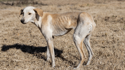 How to Fatten Up a Dog: Tips and Tricks for a Healthier Pup