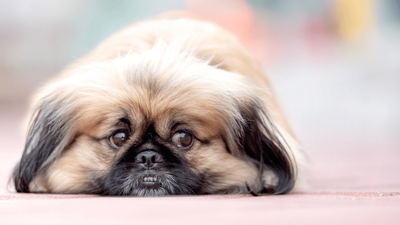 How to Help a Grieving Dog: Advice for Supporting Your Canine Through Loss