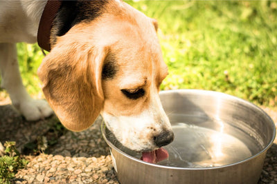 How to Hydrate Your Dog: 10 Ways to Ensure Proper Fluids