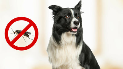 How To Keep Flies Off Dogs: 7 Tried and Proven (&amp; SAFE!) Natural Methods