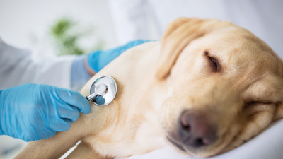 How Do I Know If My Dog Is Dying or Just Sick?