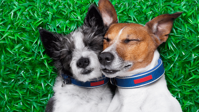 Dog Mating Success: 7 Clear Signs to Look For