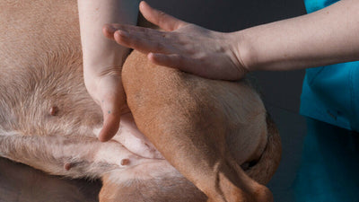 How to Massage a Dog for Constipation Relief: Canine Tips