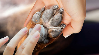 How to Properly Care for Your Dog’s Paw Pad