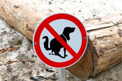 How to Stop Dog Pooping in House: No Punishment Needed