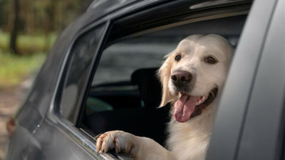 Help! My Dog Is A Nightmare In The Car: How To Stop Your Dog Barking In A Car