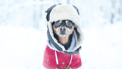 How To Tell If a Dog Is Cold: Signs to Look Out For