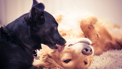 How to Tell if Dogs Like Each Other: Recognizing Friendly Dog Interactions