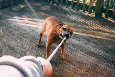 How To Train A Stubborn Dog: What Every Dog Owner Needs To Know