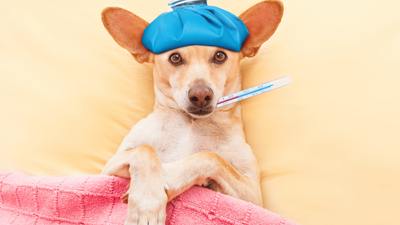 Dog Cold Remedies: 12 Natural Treatments for Sick Pups