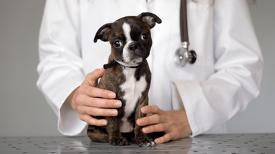 How to Treat Parvo at Home: Guide for Canine Care