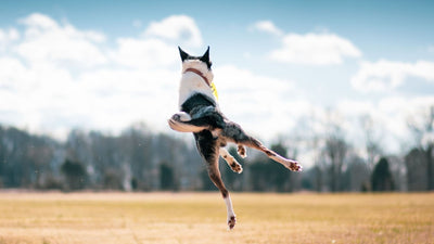 Does Your Dog Have ADHD? Hyperactive Dog Symptoms Explained