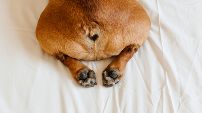 Dog’s Red or Inflamed Anus? Causes and Solutions to Know