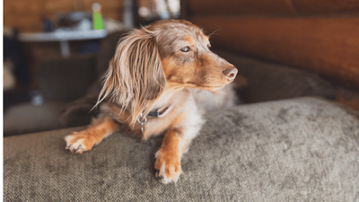 Isabella Dachshund: The Rarest Doxie Color Guide