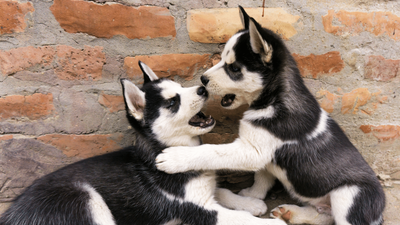 Littermate Syndrome: Risks of Raising Puppy Siblings Together?