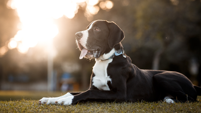 Mantle Great Dane: Characteristics and Care Tips