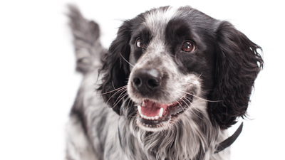 Merle Cocker Spaniel: Your Complete Guide