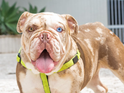 Merle English Bulldog: Traits, Health Issues & Care Guide