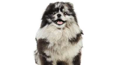 Merle Pomeranian: Characteristics, Temperament, and Care