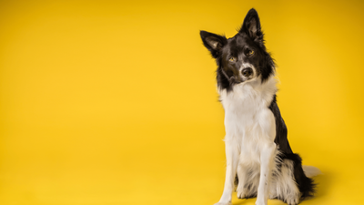 Miniature Border Collie: Everything You Need to Know