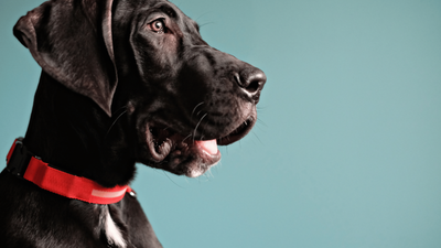 Mini Great Dane: A Guide to the Smaller Version of the Breed