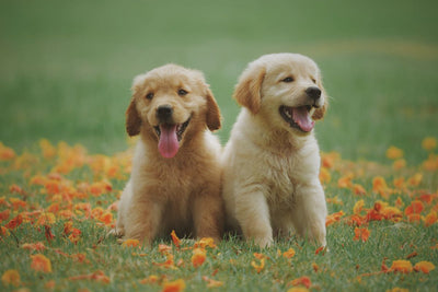 Miniature Golden Retriever: Facts, Care & Characteristics