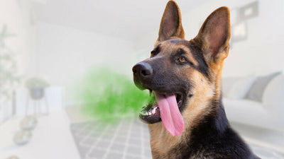 Why Does My Dog Have Bad Breath? The Causes Of Canine Halitosis Explained