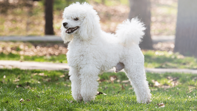 Moyen Poodle: A Guide to The Rarest Poodle