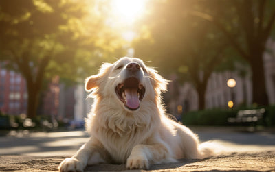 Do Dogs Have Tonsils? Understanding The Dog’s Upper Throat And The Role Of Tonsils