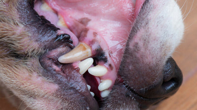 White Gums in Dogs: What Does This Color Change Mean?