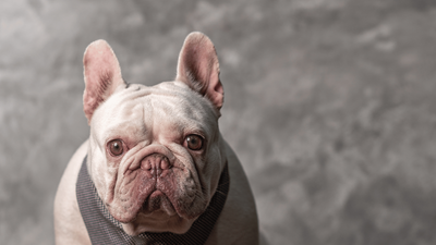 Platinum French Bulldog: Guide to This Rare Frenchie Variety