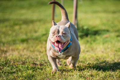 American Pocket Bully: Temperament, Appearance, & Care