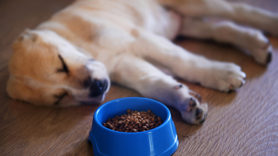 Puppy Not Eating & Sleeping Too Much? Causes & Solutions