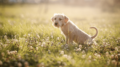 Puppy Peeing a Lot: 15 Possible Causes and Solutions