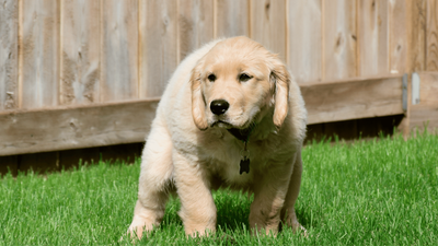 How Long After a Puppy Eats Do They Poop? A Quick Guide