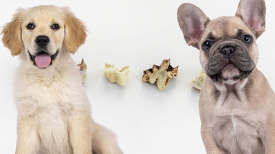 Puppy Teeth Falling Out? What Pet Owners Should Expect
