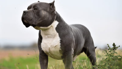 The Razor Edge Pitbull: The American Bully That May Be Perfect For You